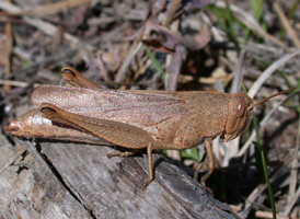 Mischievous Bird Grasshopper